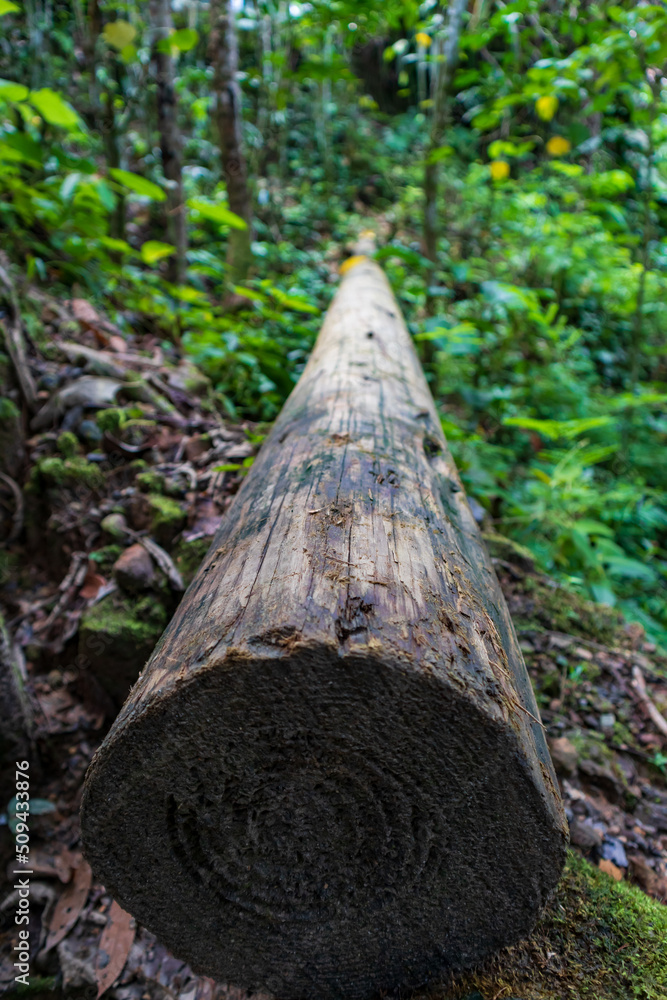 The indiscriminate felling of trees in the Peruvian Amazon affects the environment. The indiscriminate felling of trees in the Peruvian Amazon affects the environment.