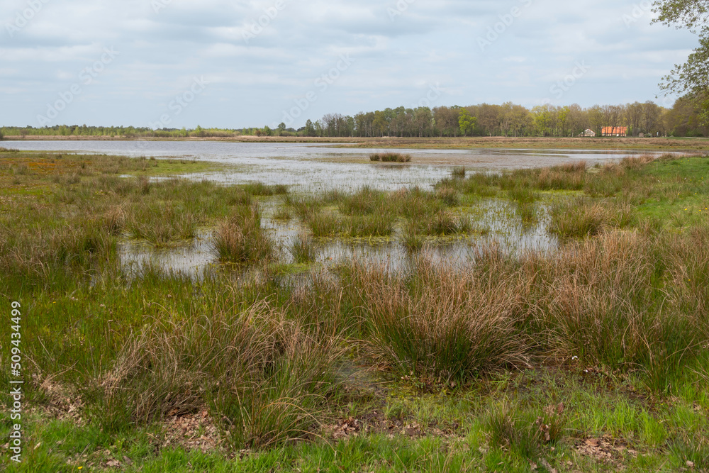 wetlands in buurse in holland with cloudy sky background wetlands in buurse in holland with cloudy sky background