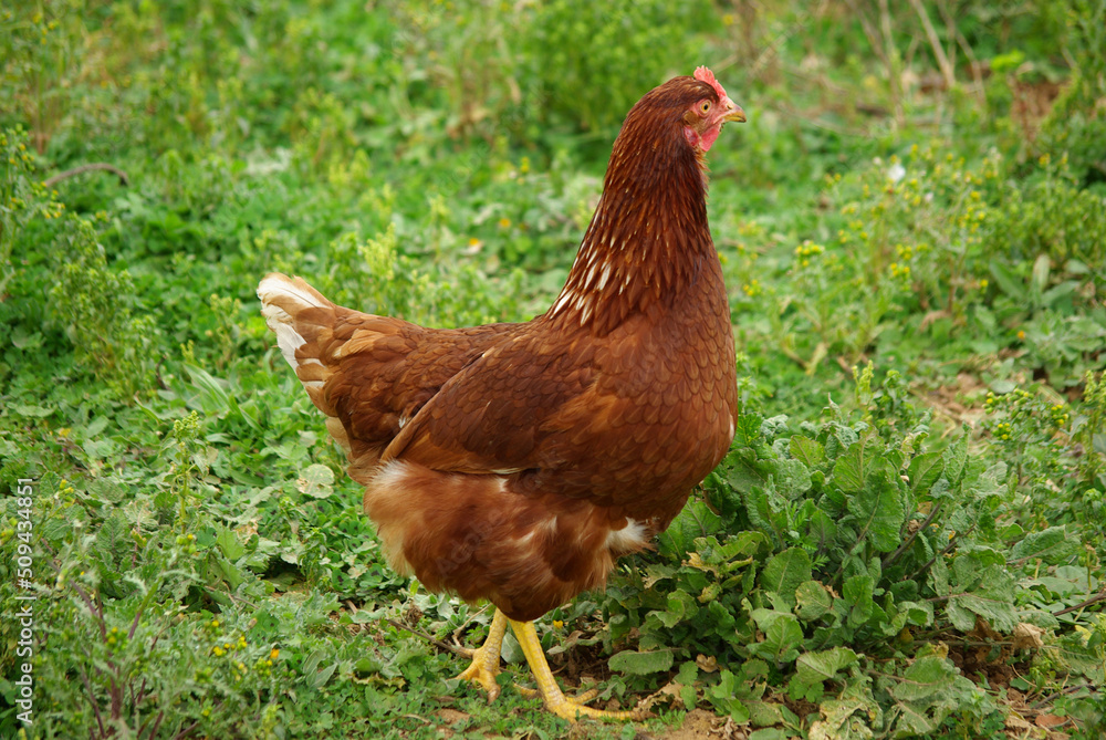 chicken on the grass