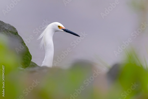 swaying its head while stalking it prey in shallow water. standing still and waiting for prey to approach it. Egretta thula