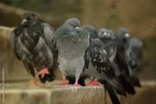 pigeon on the ground