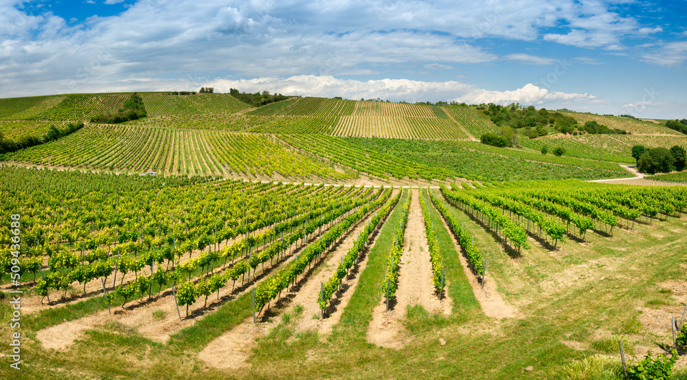 Aerial drone view of vineyards in Rheinhessen close to Harxheim, Germany