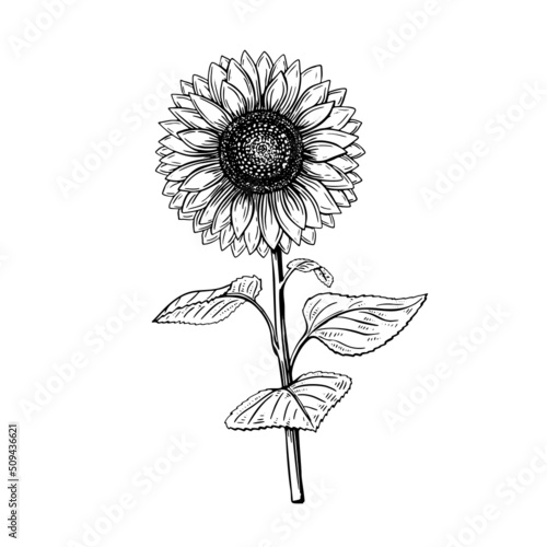 Hand drawn black sketch sunflower for decorative design. Illustration vector graphic. Design element. Watercolor Vintage floral outline drawing.