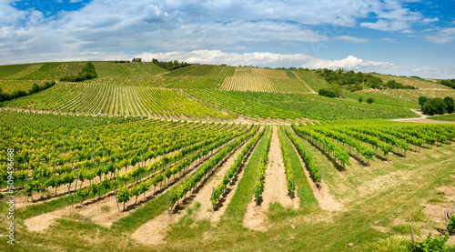 Aerial drone view of vineyards in Rheinhessen close to Harxheim  Germany