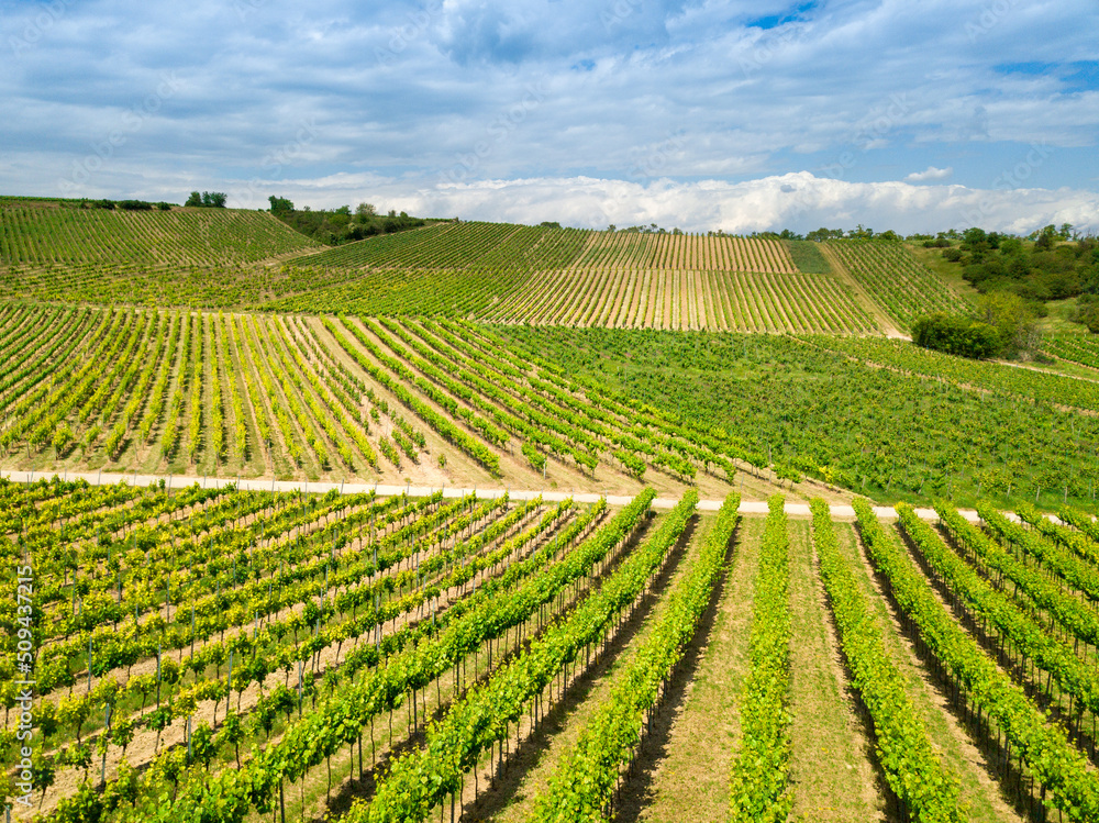 Aerial drone view of vineyards in Rheinhessen close to Harxheim, Germany