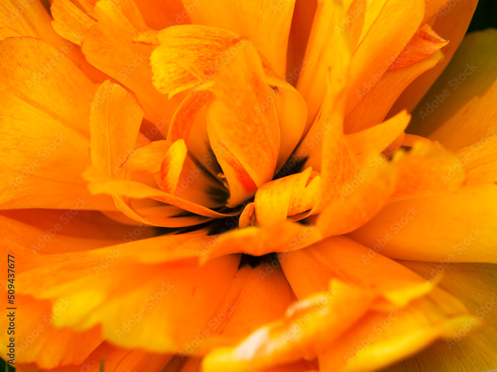 Close-up shot of a yellow peony tulip