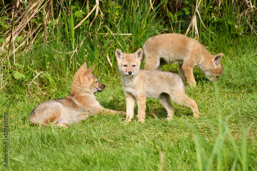 Three young coyote pups in grass on a spring day