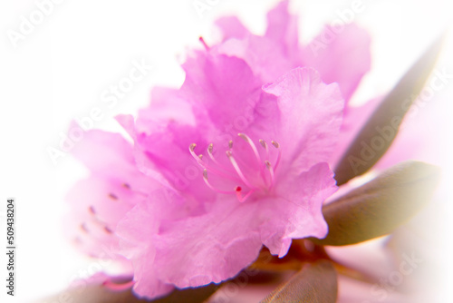 Pink Rhododendron Flowers © Elizabeth