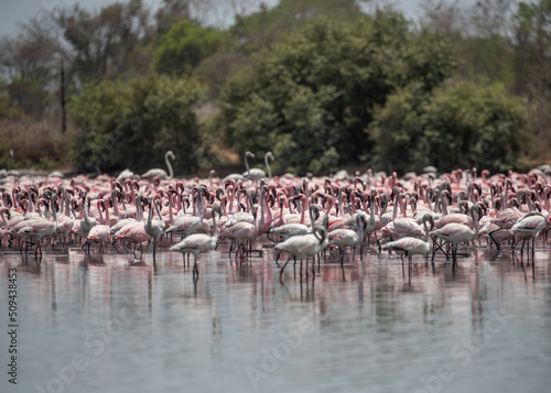 Flamingos resting in lake