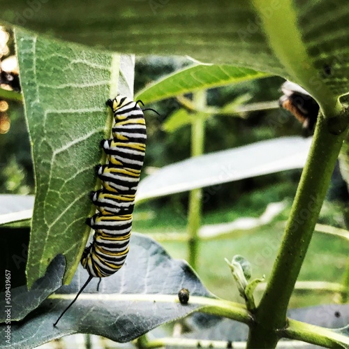 Caterpillar