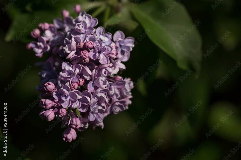 Banner. Delicate purple lilac blooms in the park. Flowers at sunset. The glow from the sun. Close-up. Beautiful bokeh in the background. Banner. Delicate purple lilac blooms in the park. Flowers at sunset. The glow from the sun. Close-up. Beautiful bokeh in the background.