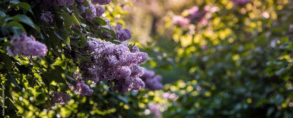 Obraz premium Banner. Delicate purple lilac blooms in the park. Flowers at sunset. The glow from the sun. Close-up. Beautiful bokeh in the background.