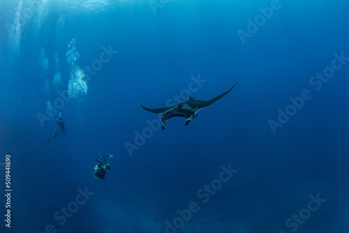 Manta Ray at Isla Revillagigedos, Mexico © Michael Bogner