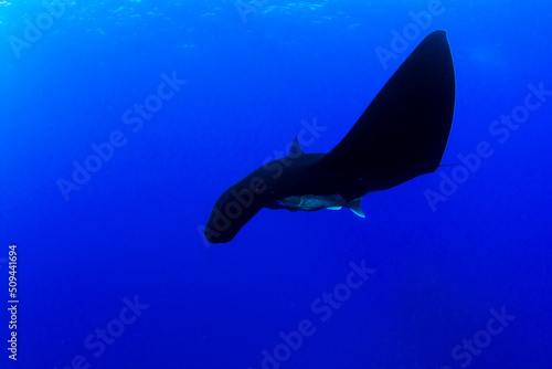 Black Manta Ray at Islas Revillagigedos, Mexico photo