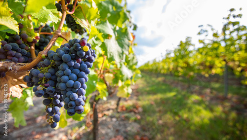 Grappe de raisin noir dans les vignes au soleil.