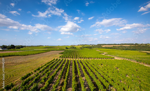 Vignoble e  France  vigne au soleil avant les vendanges.