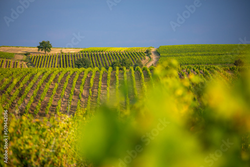 Paysage viticole, vigne dans un vignoble en France.