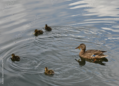 Mutter Ente schwimmt mit Küken über den Teich © alisseja