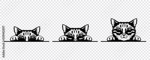 Vector Monochrome Hand Drawm Black, White Hiding Peeking Kitten. Kitten Head with Paws Up Peeking Over Blank White Placard, Poster, Card, Banner. Pet Kitten Curiously Peeking Behind White Background