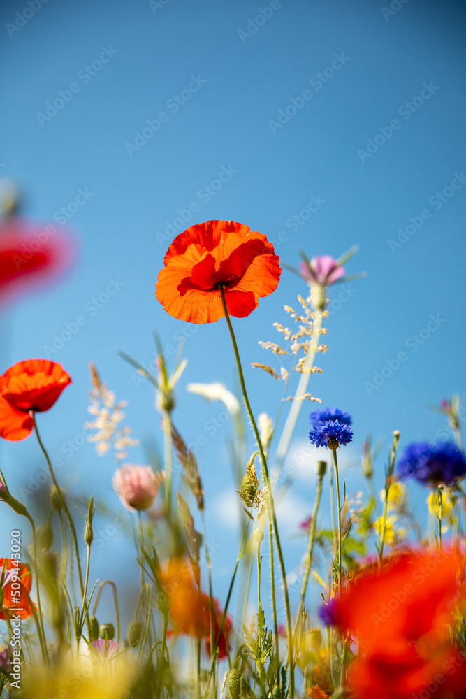 Fototapeta premium Fleur des champs et coquelicot rouge en pleine nature.