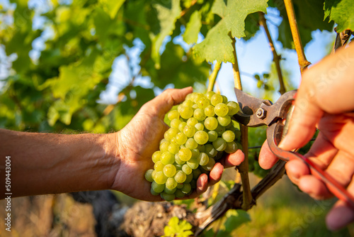 Vendanges dans les vignes en France, viticulteur récoltant le raisin.