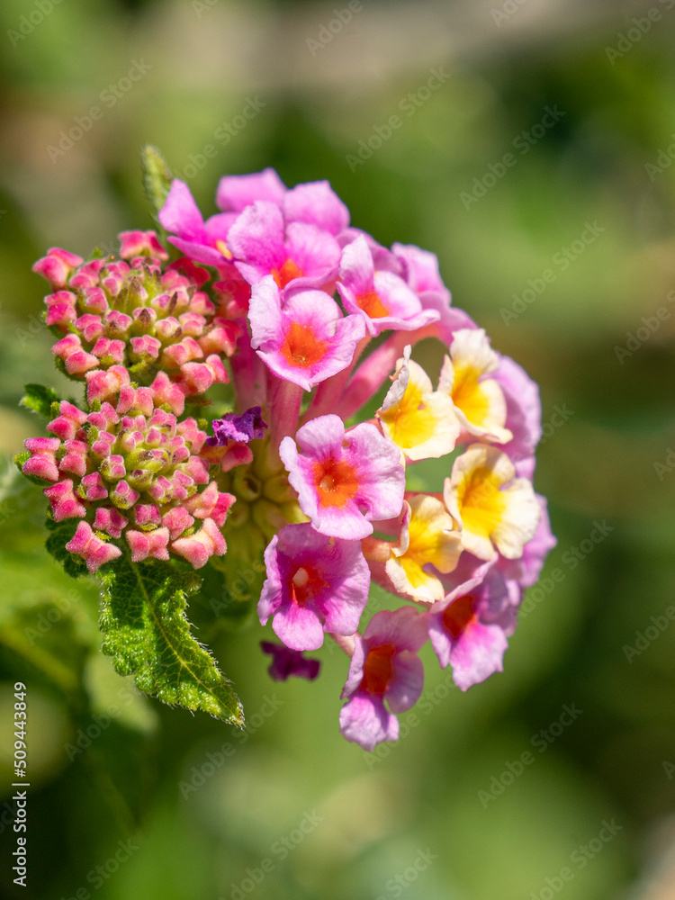 Colorful flowers with the background out of focus during a sunny day Colorful flowers with the background out of focus during a sunny day