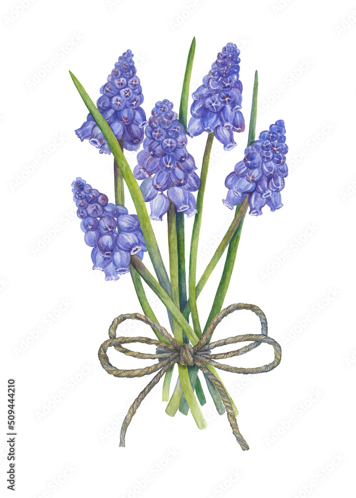 Fototapeta premium A hand-drawn image of a cute bouquet of muscari tied with twine.