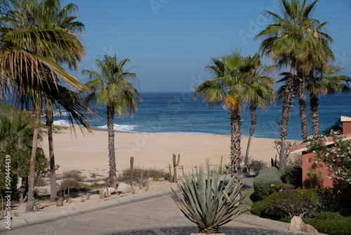 palm trees on the beach © Gino