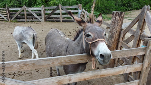 Two donkeys stand behind corral fence at donkey farm. Two muzzles of donkey close-up. Domestic rural animals in village. Livestock, stock raising, animal breeding, corral, ungulates, animal husbandry