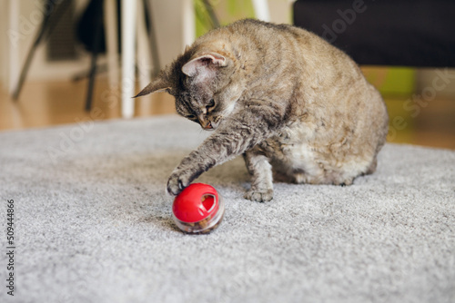 Fat tabby cat is sitting on the carpet at home and is playing with slow food toy - red color ball dispenser that slowly feeds the kitty and satisfy cat's inherent need to hunt. 