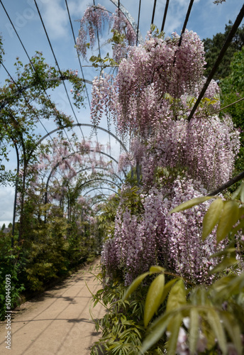 The Trellis Walk with several varieties of wisteria growing, at the historic gardens on the Trentham Estate, Stoke-on-Trent, Staffordshire UK. photo