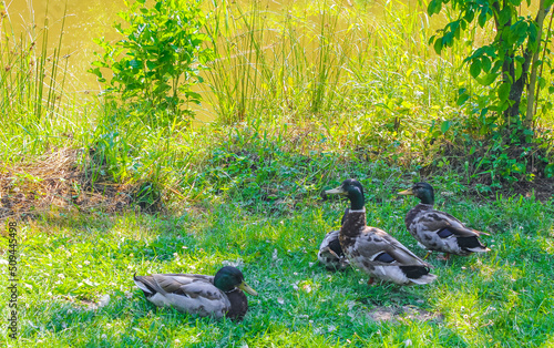 Male female mallard ducks on green grass natural background Germany. photo