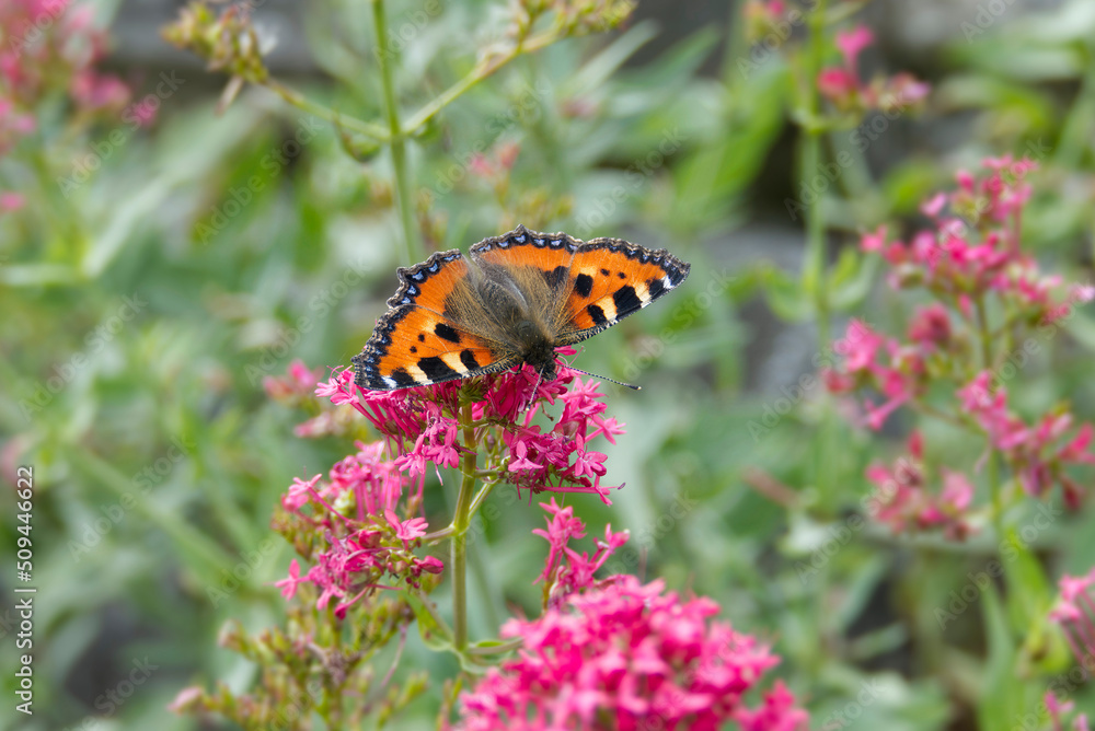 Small tortoiseshell butterfly (Aglais urticae) sitting on a pink flower in Zurich, Switzerland Small tortoiseshell butterfly (Aglais urticae) sitting on a pink flower in Zurich, Switzerland