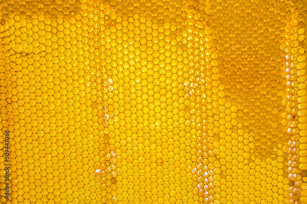 Honeycomb from bee hive filled with golden honey Honeycomb from bee hive filled with golden honey