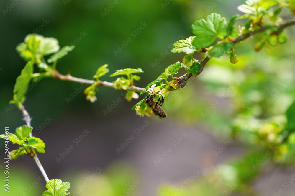 Bee and flower. Close-up of a striped bee collecting pollen on a green background. Summer and spring backgrounds Bee and flower. Close-up of a striped bee collecting pollen on a green background. Summer and spring backgrounds