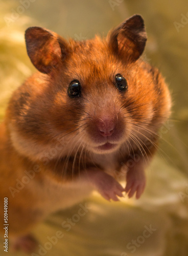 Syrian brown hamster on a yellow background