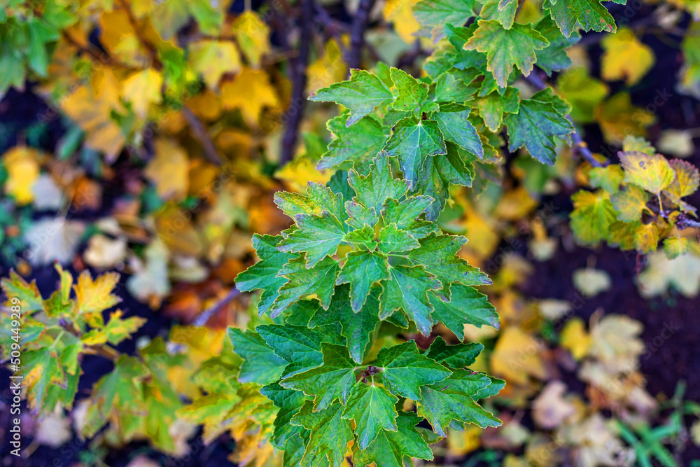 currant leaves in yellow-green color in autumn, shot in close-up currant leaves in yellow-green color in autumn, shot in close-up