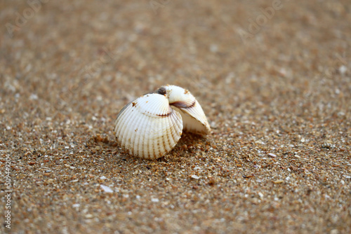 Close-up of an open shell on wet sand