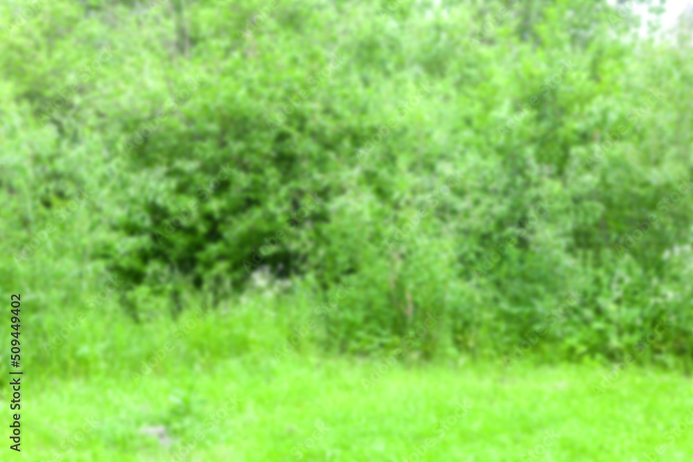 Obraz premium Blurred background - Summer forest