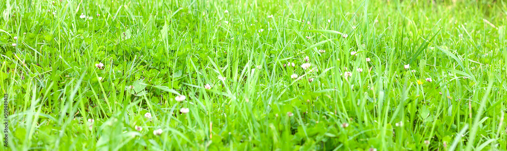 Obraz premium Green grass close up