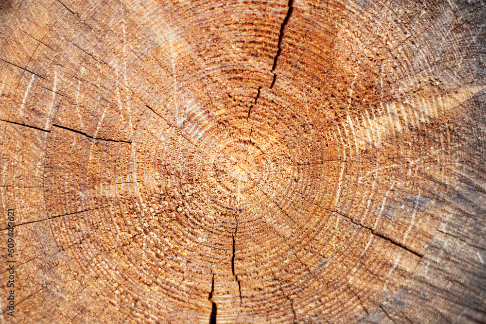 Fototapeta premium brown cut tree with cracked growth rings