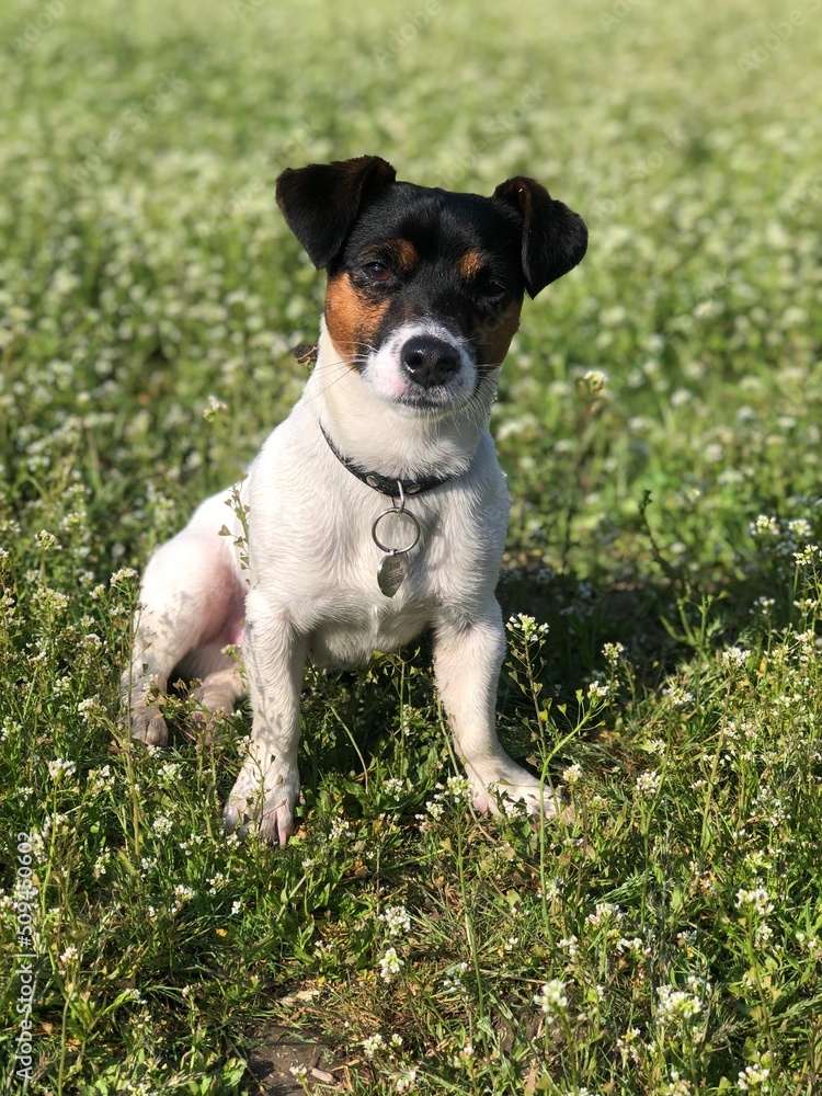 jack russell terrier Bernard