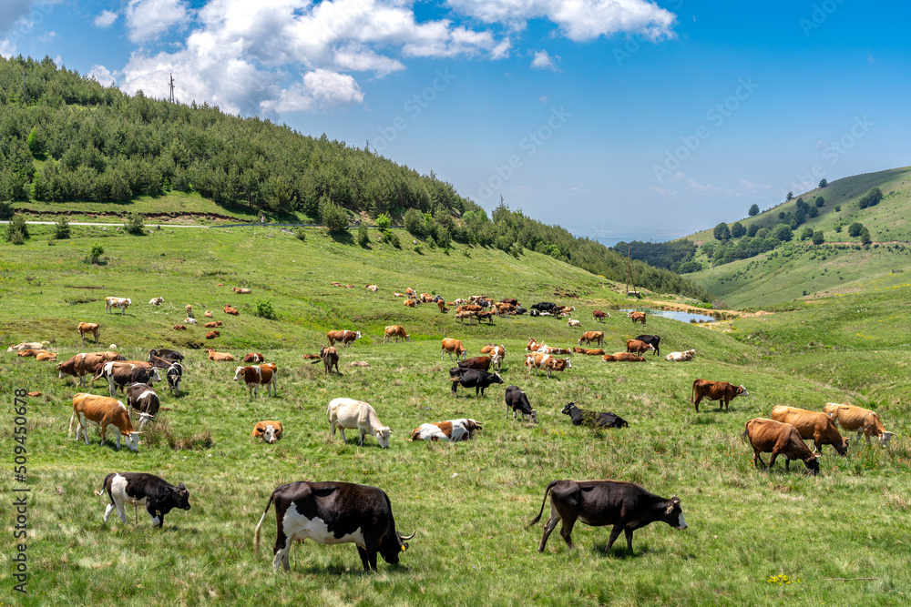 Cows on pasture in mountain meadow. - obrazy, fototapety, plakaty 