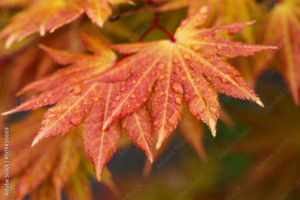 Orange Red Japanese Maple with raindrops Orange Red Japanese Maple with raindrops