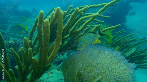 Bluestriped grunt or golden grunt, bluestripe grunt (Haemulon sciurus) undersea, Atlantic Ocean, Cuba, Varadero
 photo