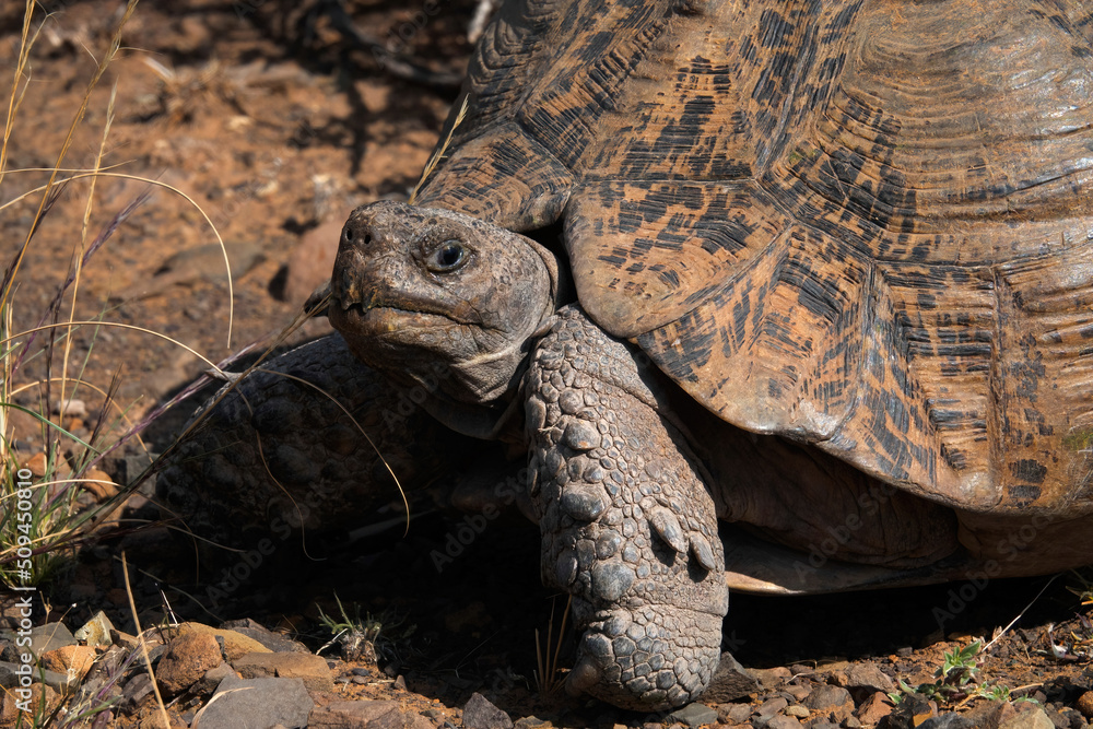 Close-up of leopard tortoise (Stigmochelys pardalis) near guest accommodation, Karoo National Park, Western Cape. Close-up of leopard tortoise (Stigmochelys pardalis) near guest accommodation, Karoo National Park, Western Cape.