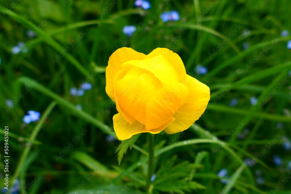 Blüte der Trollblume Blüte der Trollblume