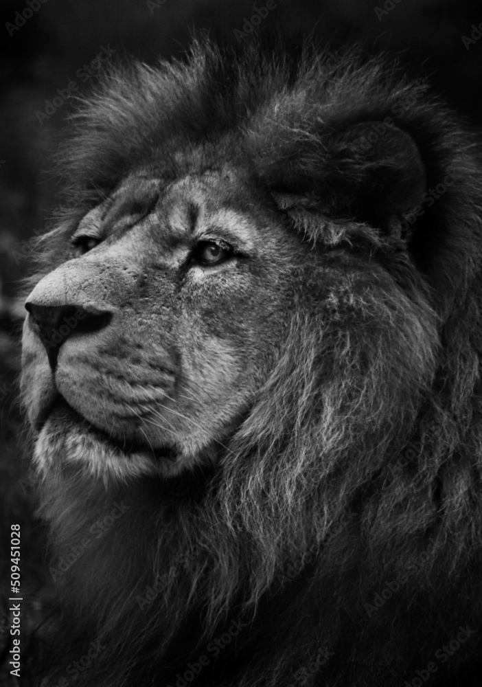 Side portrait of a lion