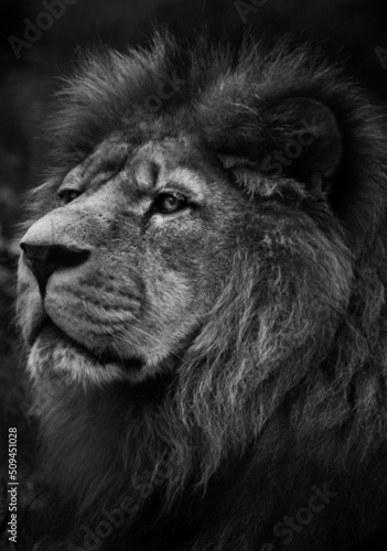 Fototapeta Naklejka Na Ścianę i Meble -  Side portrait of a lion