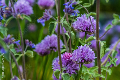 flowers in the field